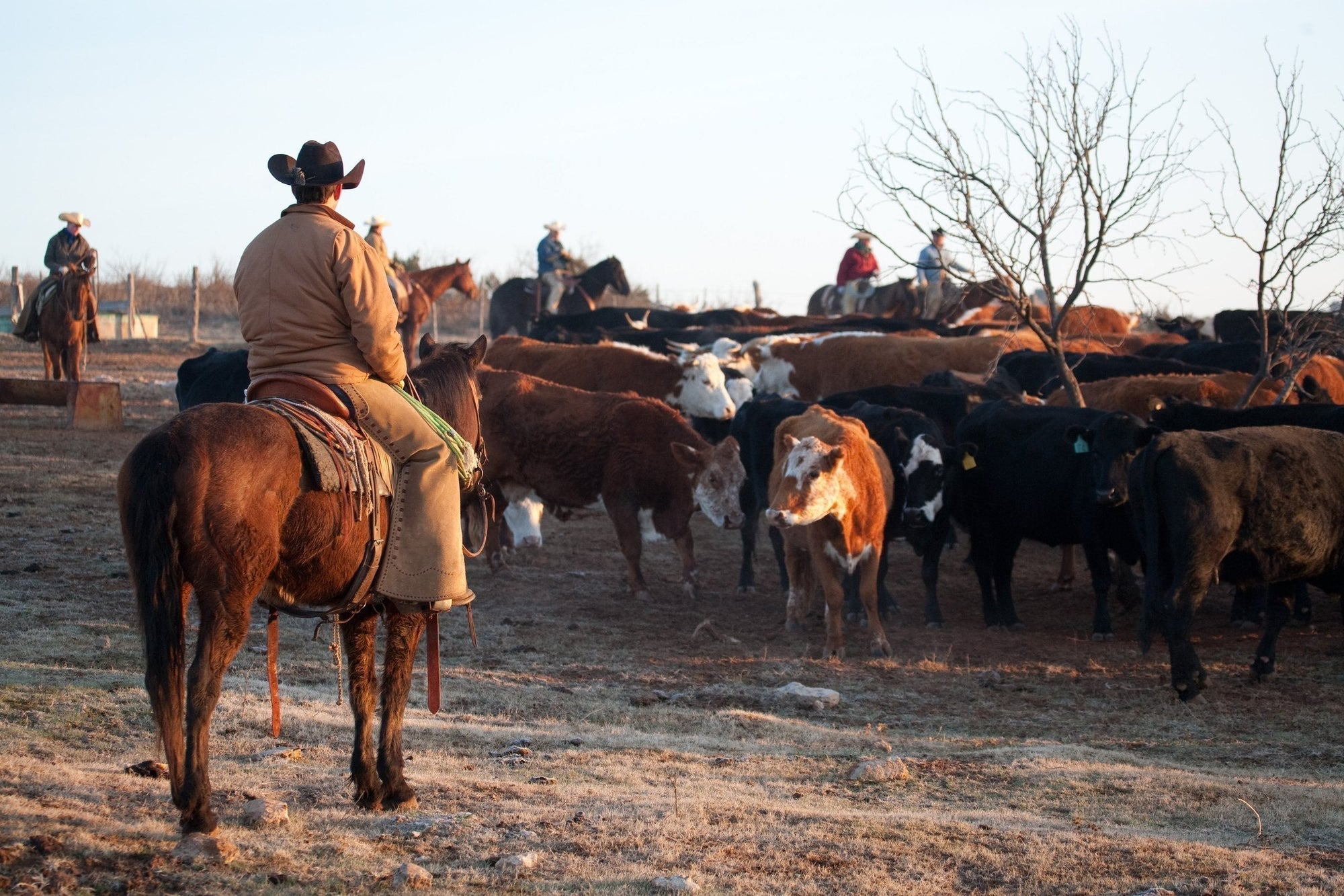 Cowboys in felt hats working cattle on a frost morning